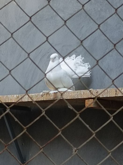 Продаются статные голуби