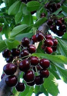 Pomi Fructiferi Pitici Dwarf (Cires )la ghiveci