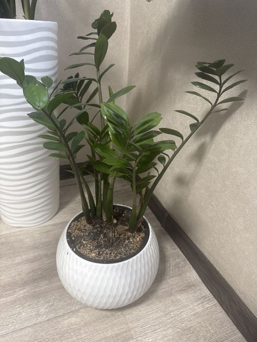 Комнатное растение замиокулькас