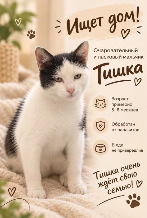 Котик Тишка ищет дом