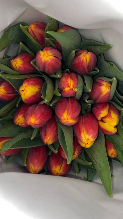 Оптом Голландские тюльпаны