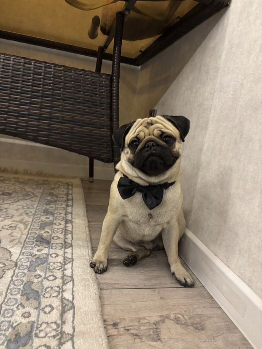 Мопсик ищет девочку