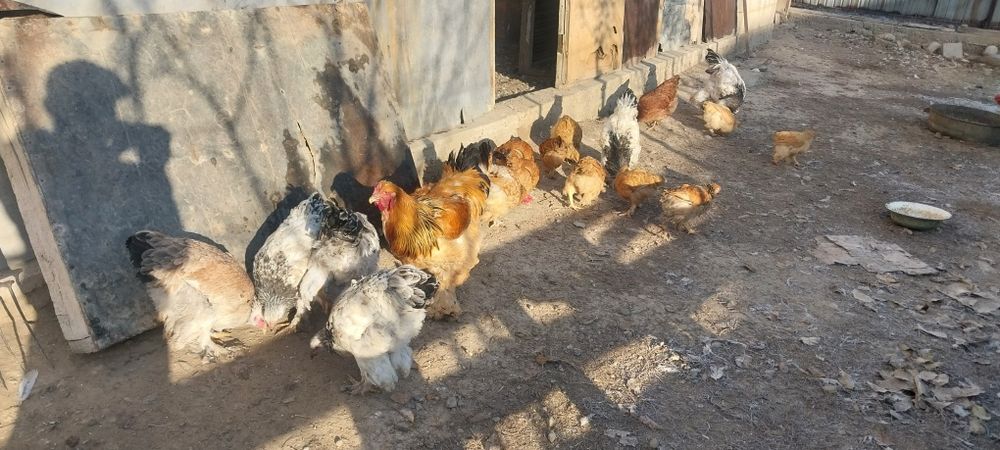 Брамма кораздар сатылады