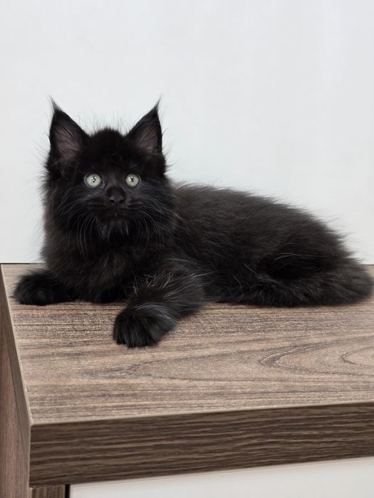 Мейн-кун девочка