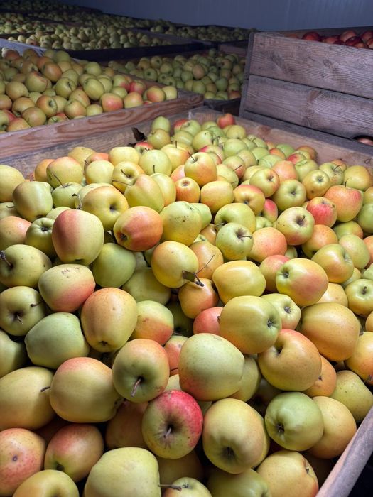 Mere polonia superr calitate