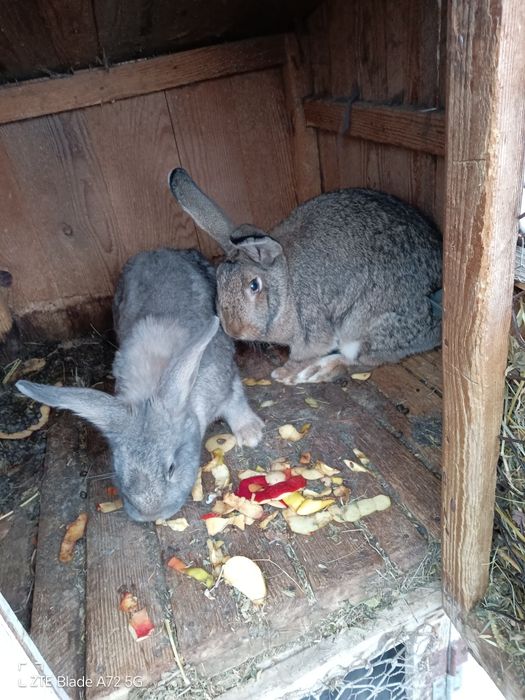 Vand iepurii belgian metis