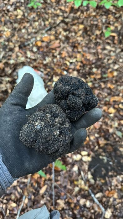 Trufe proaspete de sezon