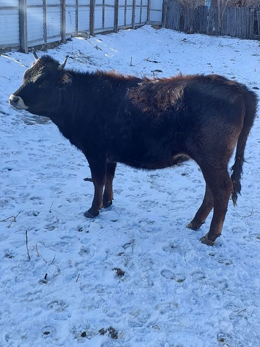 Продам телку стельную