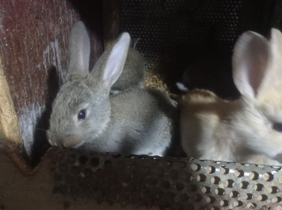 Продаются крольчата