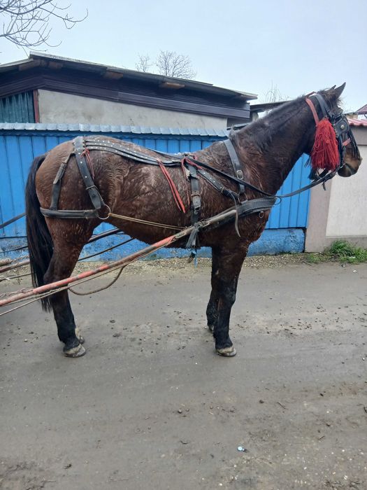 Iapa buna de munca de vanzare