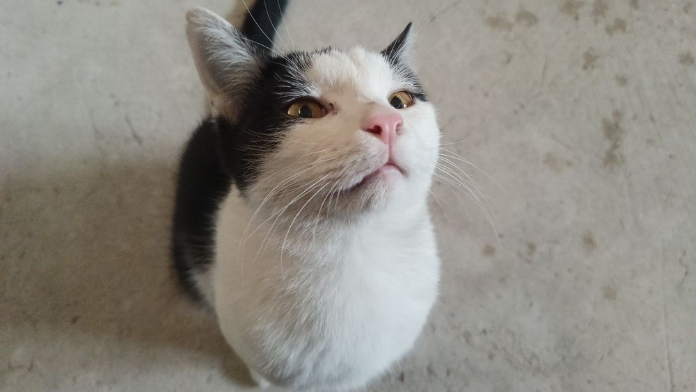 Котики 2 братика