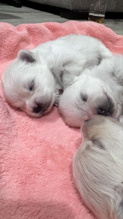 Щенки немецкий шпиц