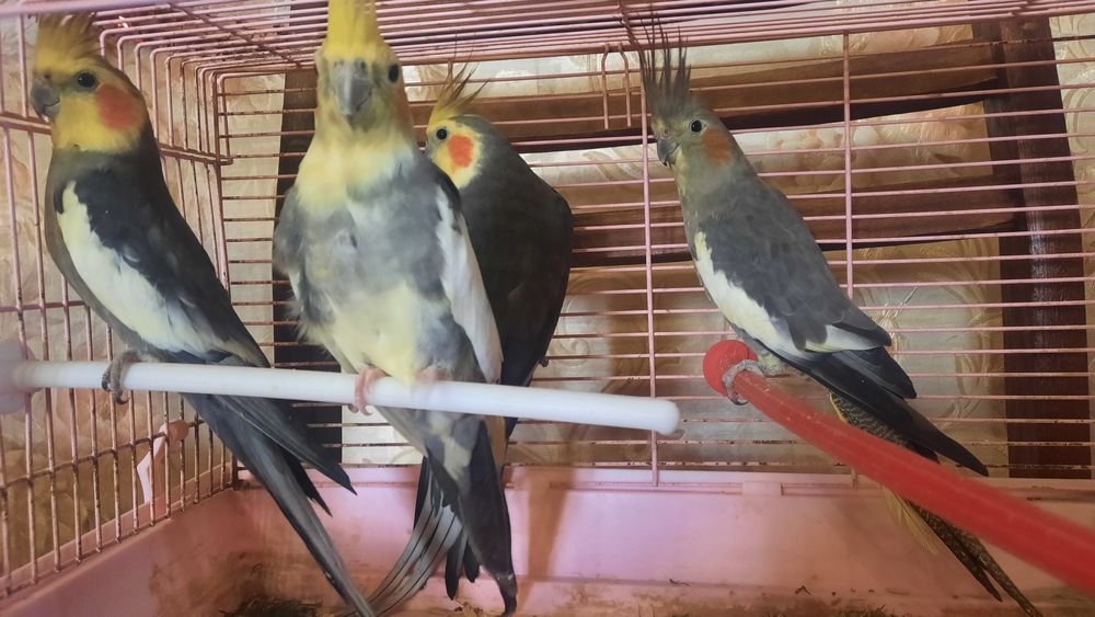 Продаются попугаи Кареллы