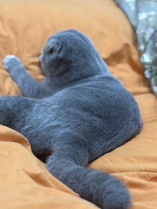 Плюшевая девочка дорого