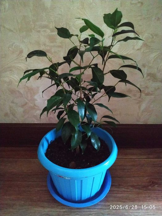 Фикус дерево Ficus