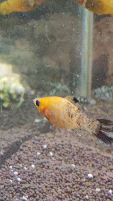 Рыбы моллинезии велифера и сапфировые попугаи