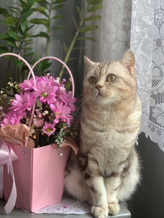 Котята скоттиш страйт БРОНЬ