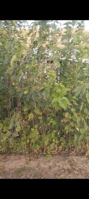 Тутовник месный двухлетка