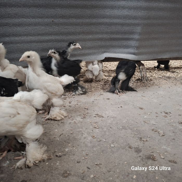 Брама жужалар 30