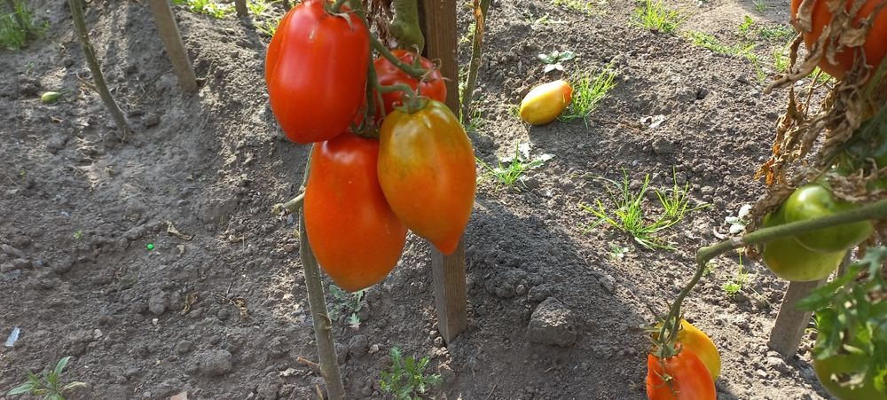 Продам помидоры.