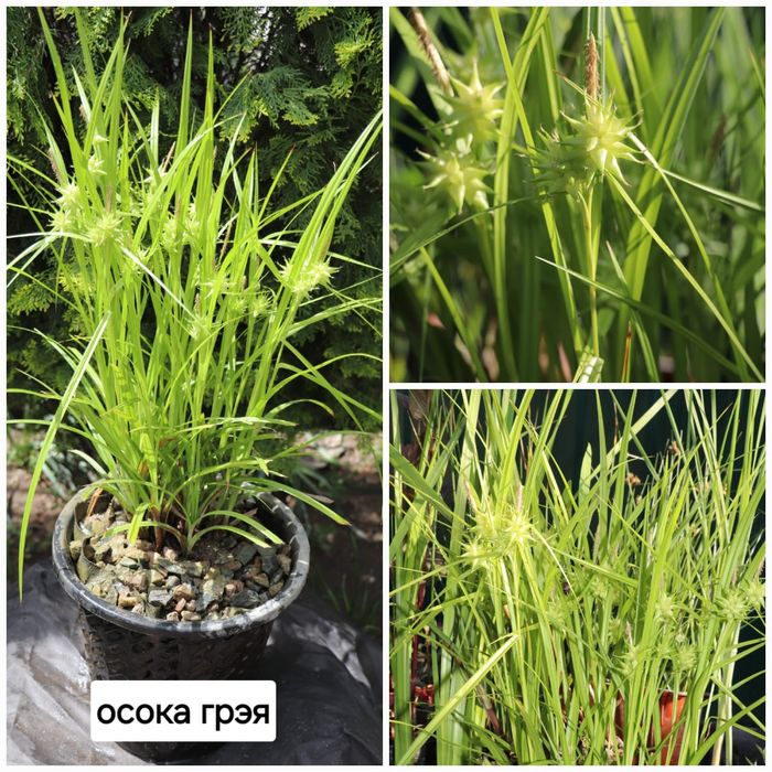 Продам прудовые растения