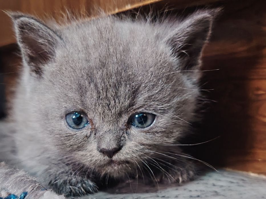 Британский кошка