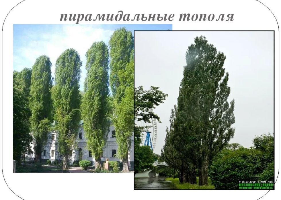 Тополя пирамидальные ель зелёная голубая