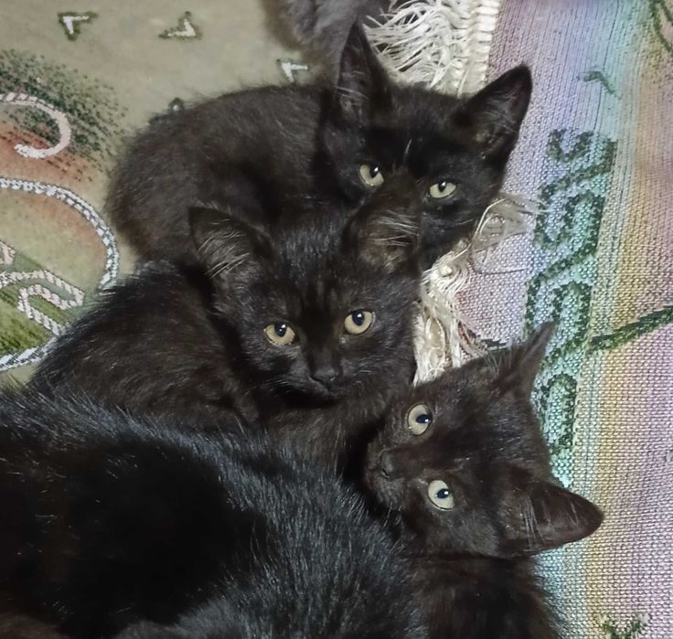 Котята в добрые руки