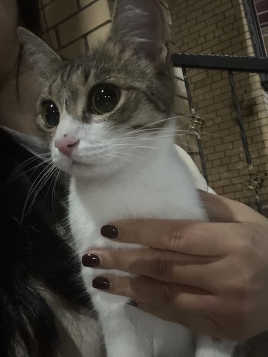Кошка котенок в добрые руки