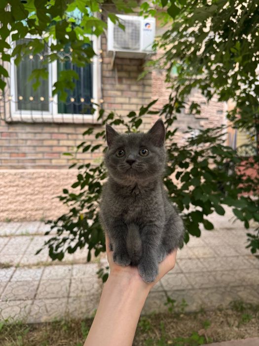 Скотиш фолд бн скотиш страйт мушуклар сотилади