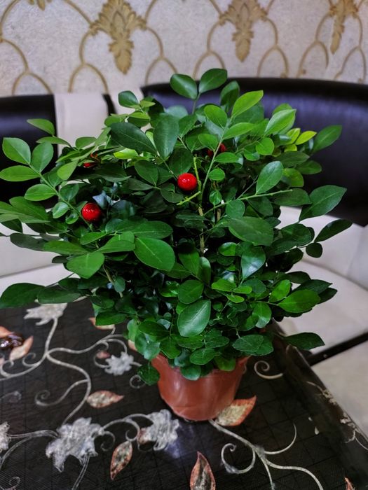 Цветы . Доставка