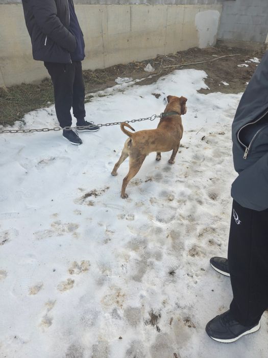 питбуль терьер !!!