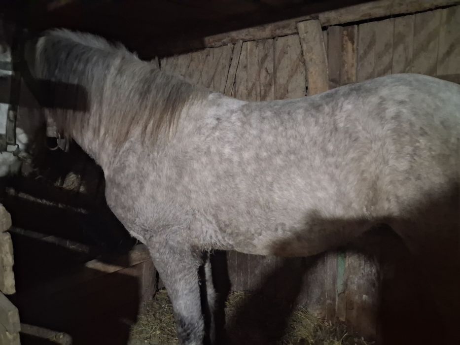 Mânză de vânzare de un an și 10 luni