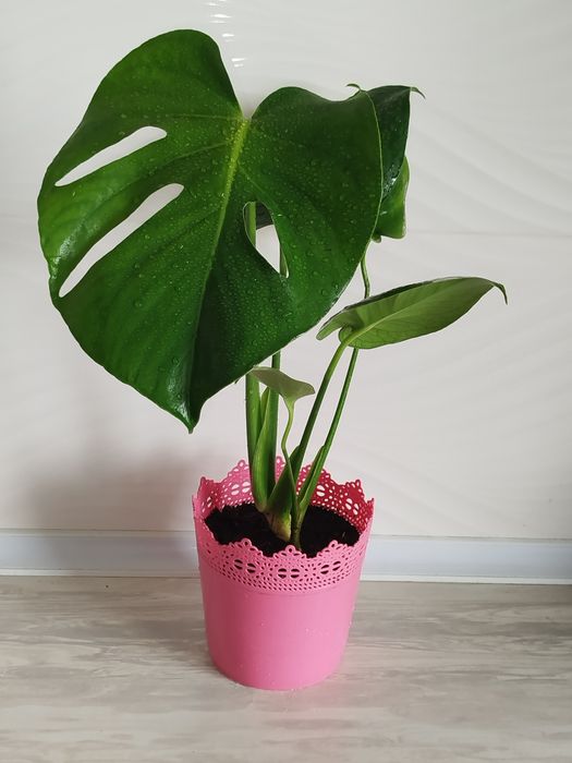 Monsterra Galland Delitsioza