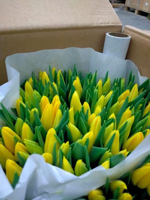 Тюльпаны из Голландии оптом