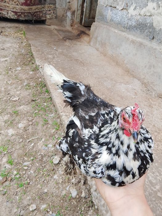 Японский сатылады