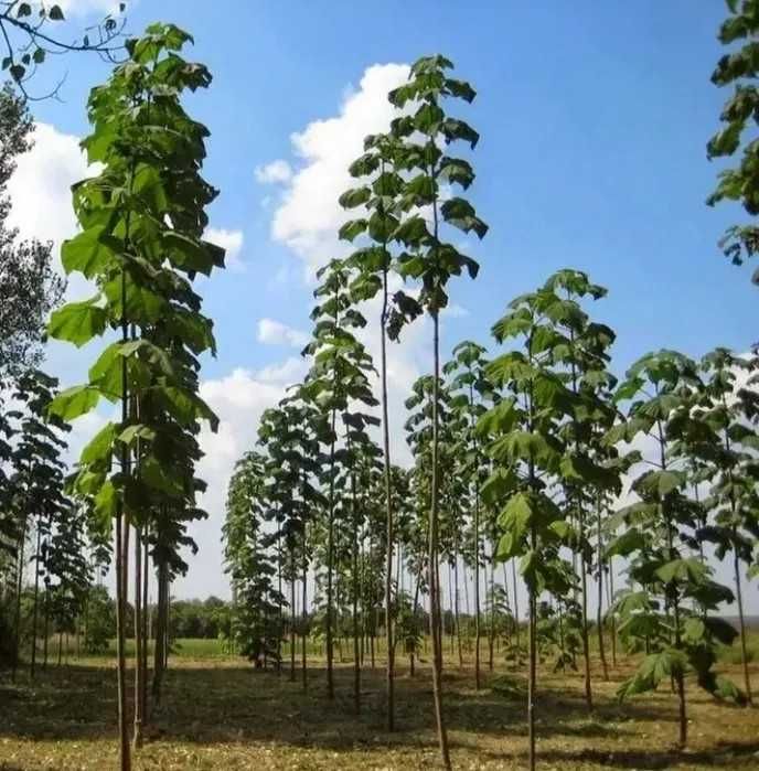 Павловния TL-16, гибрид, адаптированный