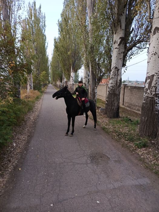 Темур жуманиязов