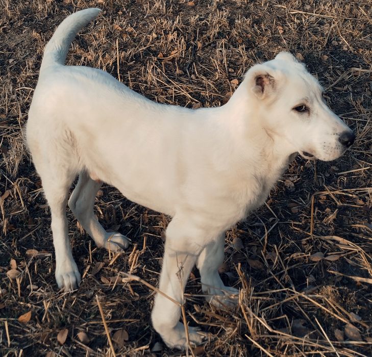 Щинок алобай 5месецов