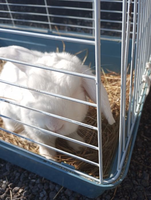 Продам кролика,домашнего, ручной