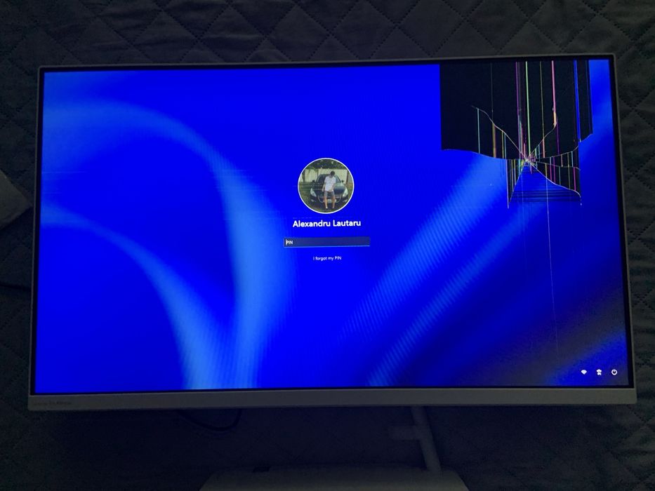 Servicii Profesionale de Plimbări Câini - Vara Aceasta!