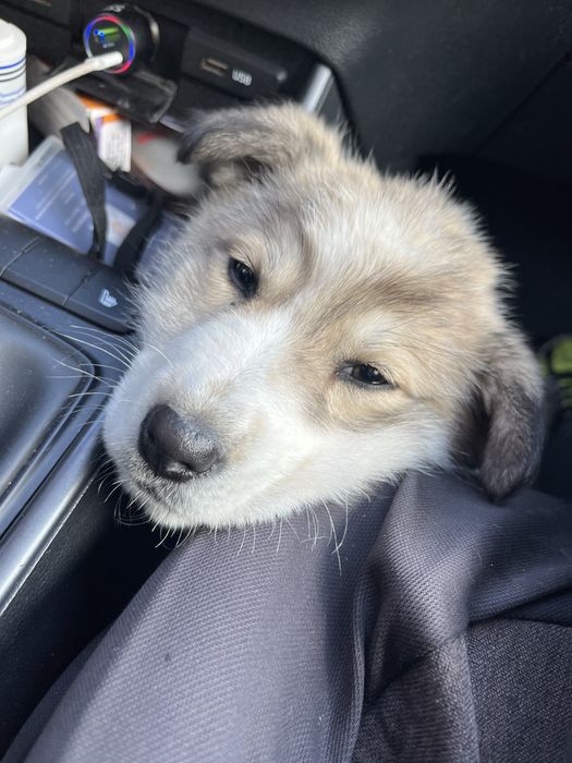 Щенок нашли по трассе