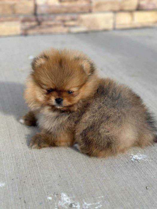 Померан топ мини бейби фейс