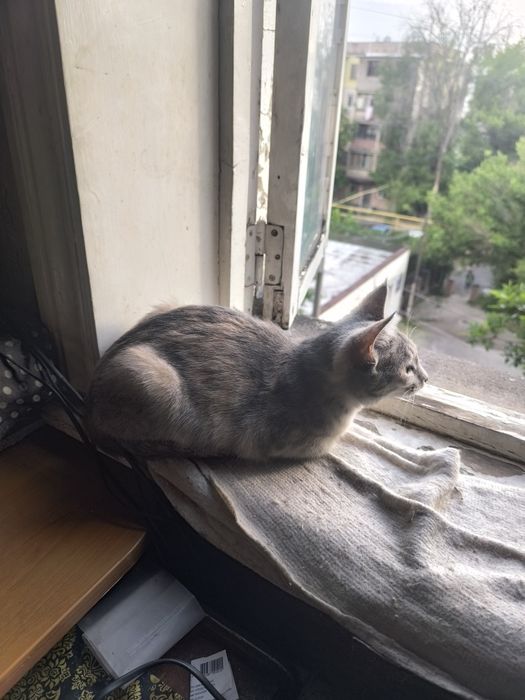 Отдам в добрые руки . Кошечку