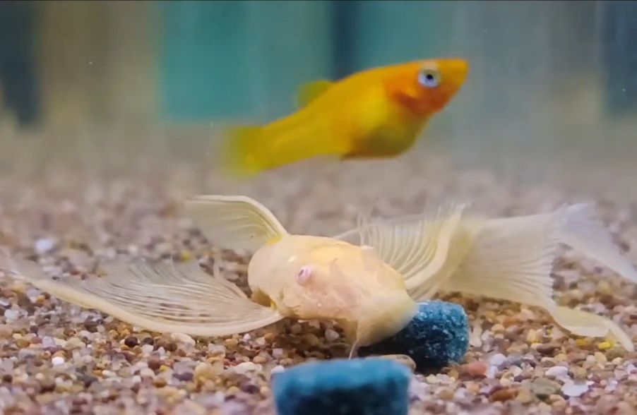 Сомики анциструсы