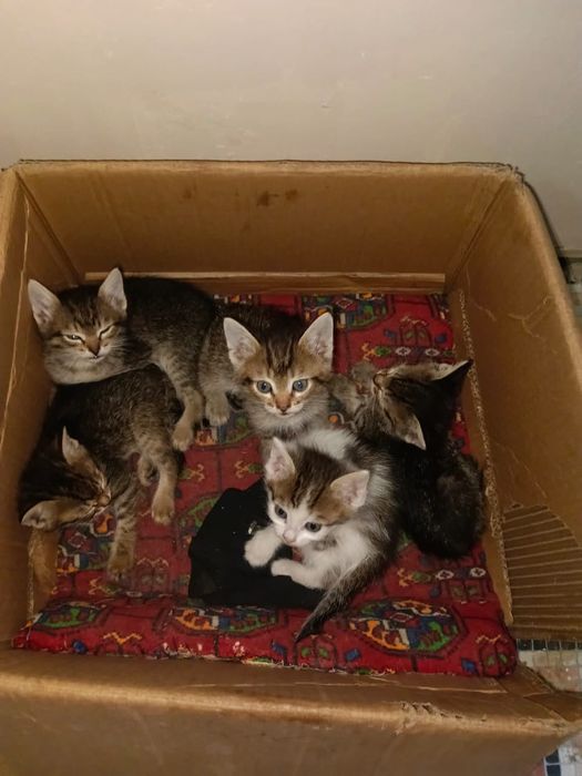 Котята  мысыктар