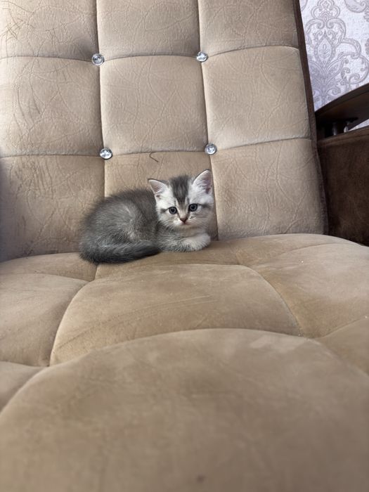 Продаю срочно  серебристую шиншлилу