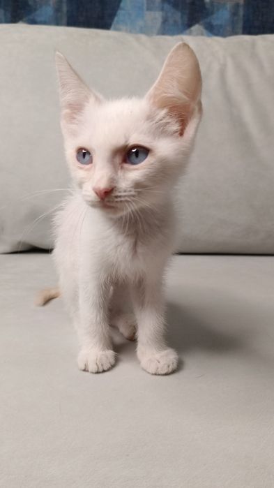 Отдам котёнка в добрые руки