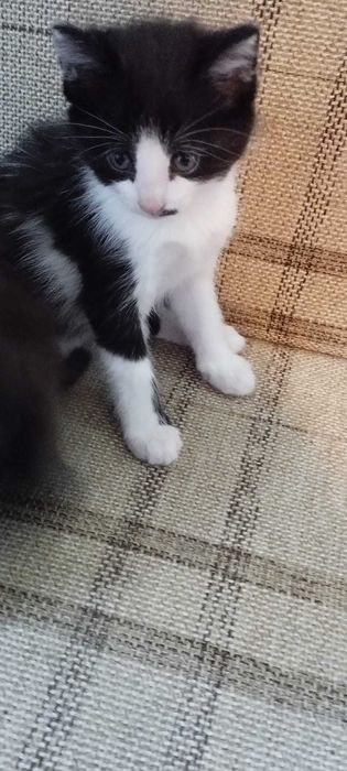 Подаряваме малки котета