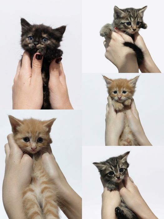 Отдам котят в добрые и любящие руки